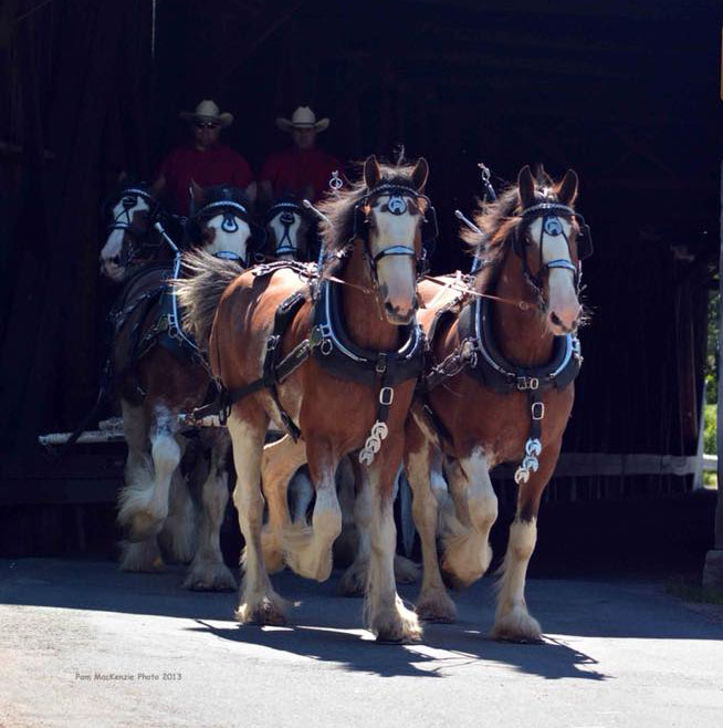 Covered Bridge Clydesdales, New Brunswick, Canada